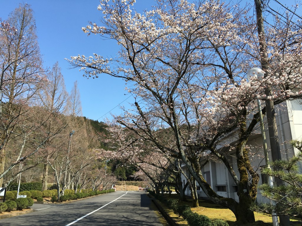 研究室の前の桜並木