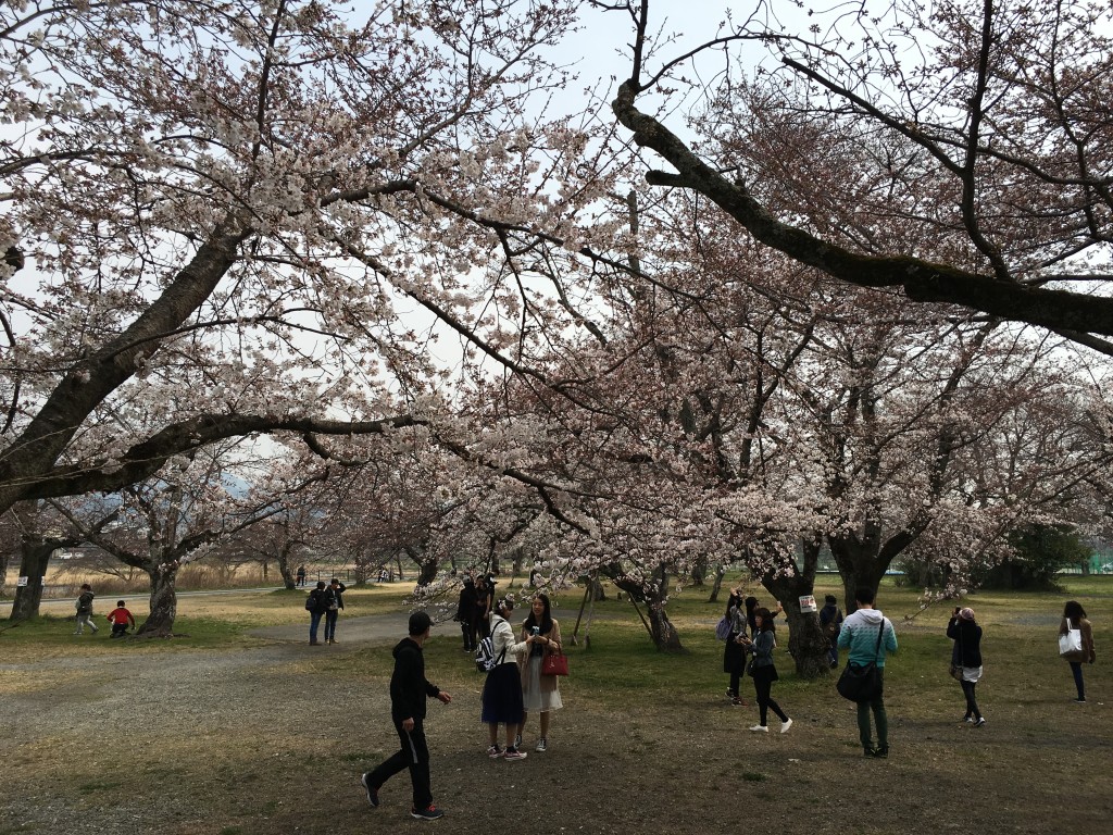 桜の下で写真を撮っている。