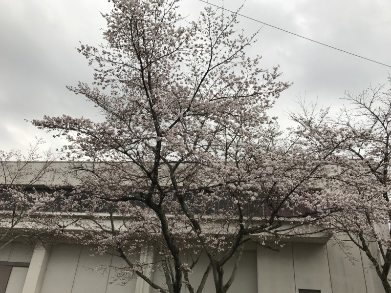 桜が咲いてきたのに雨模様だ。
